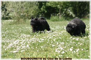 bouvier des flandres photo chiot - Elevage Clos Luette -  COPYRIGHT DEPOSE